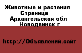  Животные и растения - Страница 34 . Архангельская обл.,Новодвинск г.